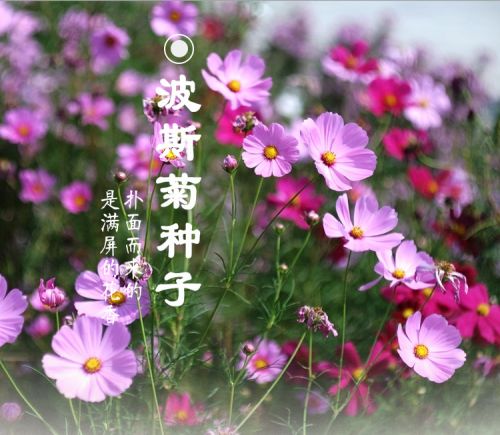 ˹շN