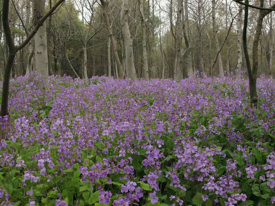 mN